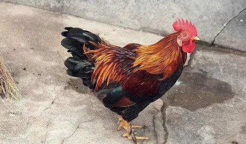 公鸡变成人的腹肌视频,公鸡变人奇幻之旅