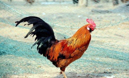 公鸡变成人的腹肌视频,公鸡变人奇幻之旅