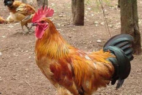 公鸡变成人的腹肌视频,公鸡变人奇幻之旅