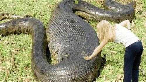 黑蛇会投胎成人吗视频,神秘传说背后的科学探索