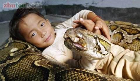 黑蛇会投胎成人吗视频,神秘传说背后的科学探索  第2张