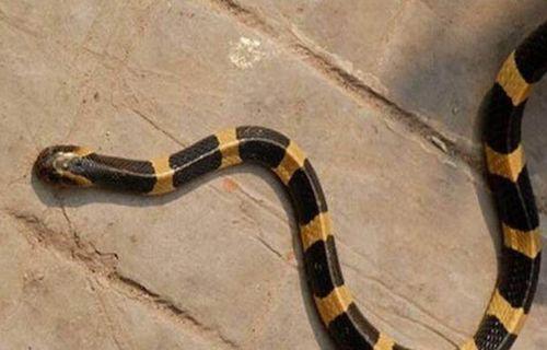 黑蛇会投胎成人吗视频,神秘传说背后的科学探索  第3张